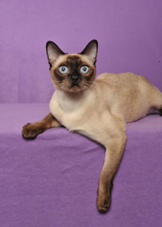 Qt-Tonks Julia Roberts of Pendragon